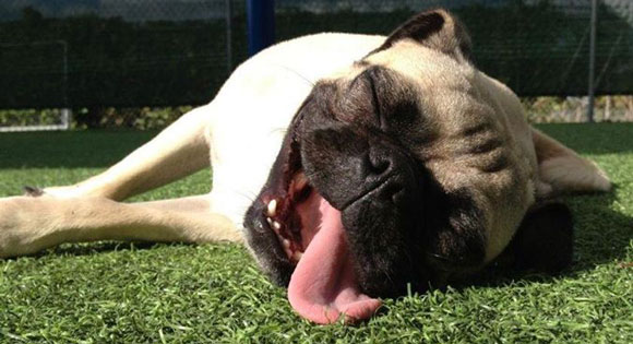 Όταν ο σκύλος δυσκολεύεται να αναπνεύσει! - katoikidio blogkatoikidio blog