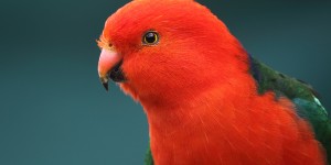 australian-king-parrot