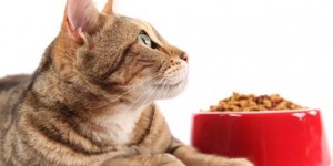 cat-eating-food-in-bowl